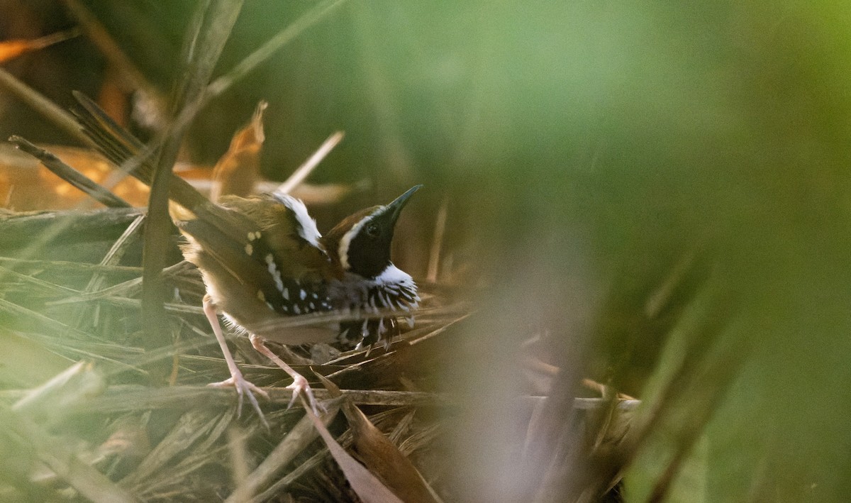 White-bibbed Antbird - Marky Mutchler