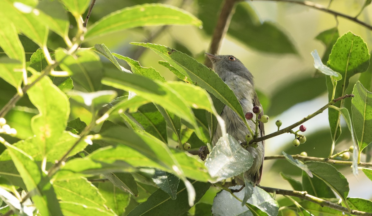 Pin-tailed Manakin - ML622703813