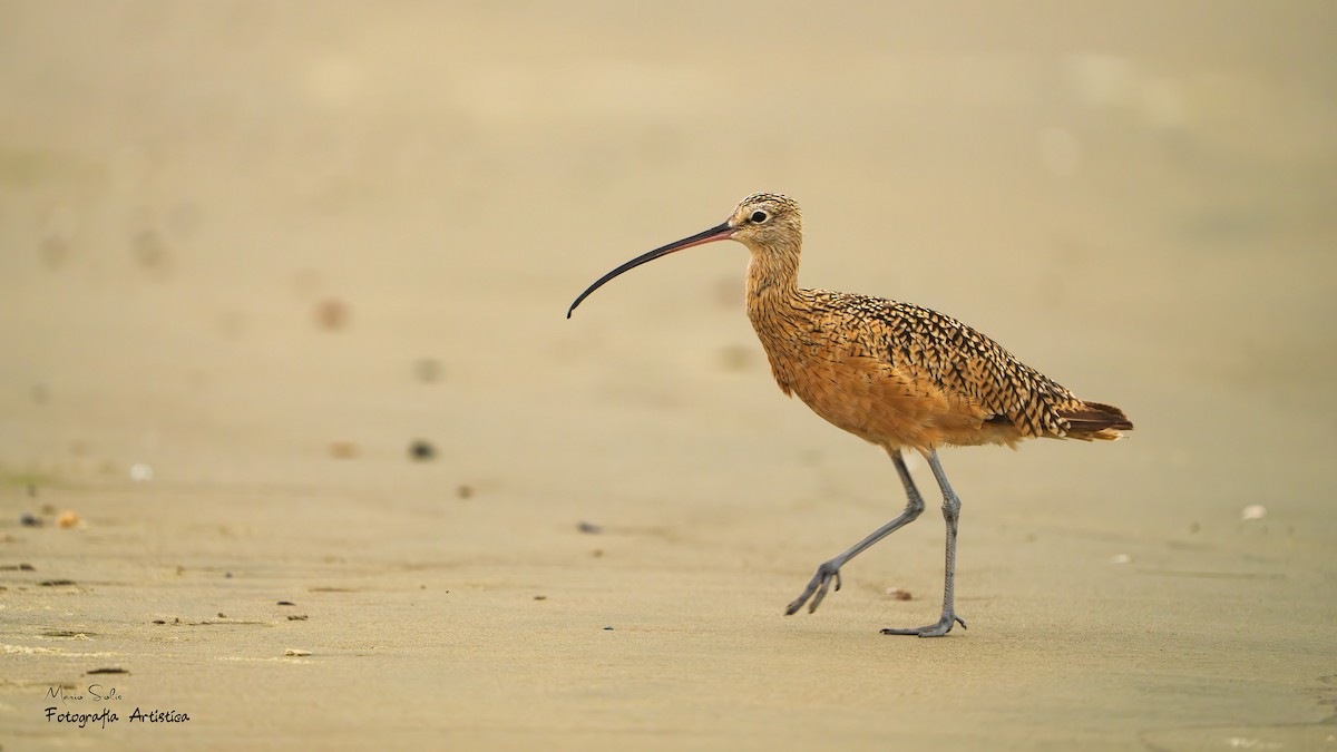 Long-billed Curlew - ML622703816