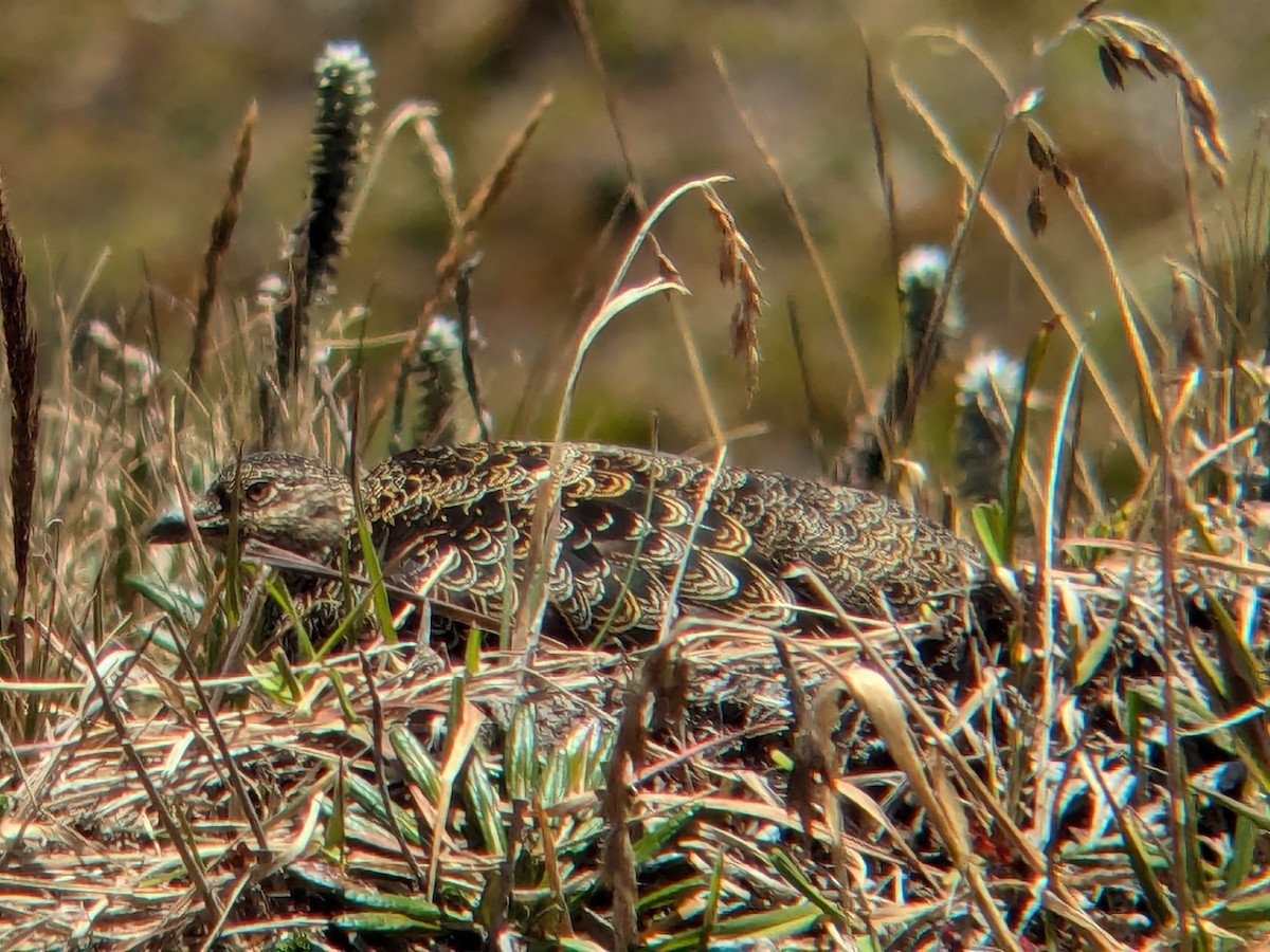 Rufous-bellied Seedsnipe - ML622703817