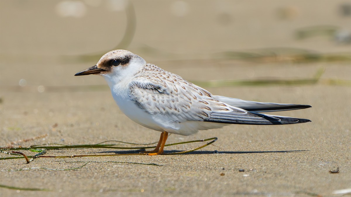 Western Sandpiper - ML622703823