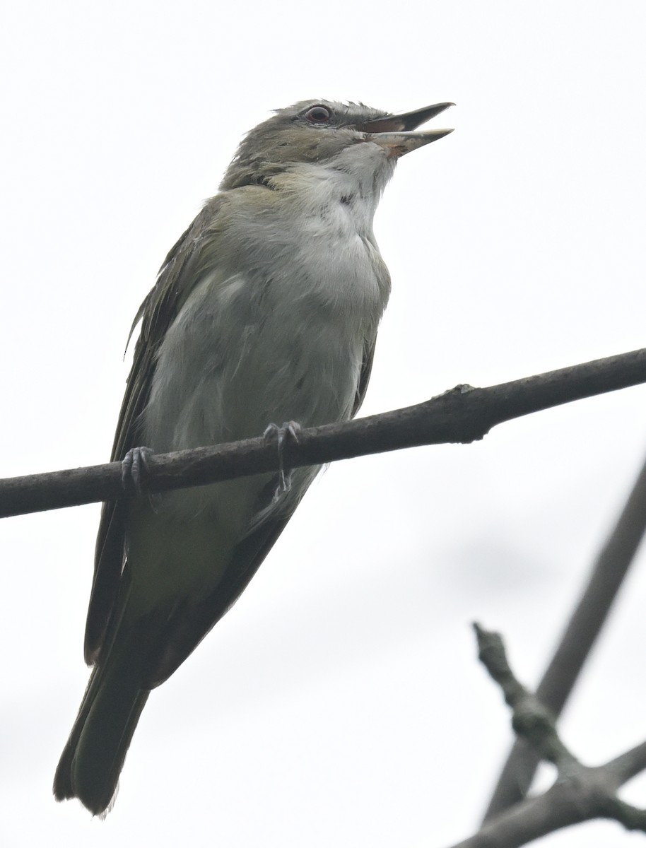 Vireo Ojirrojo - ML622703927