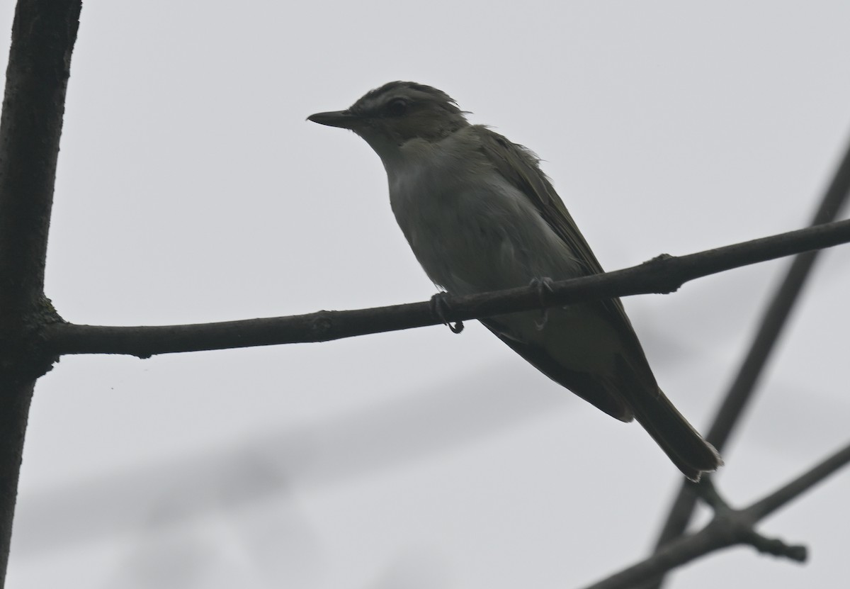 Vireo Ojirrojo - ML622703929