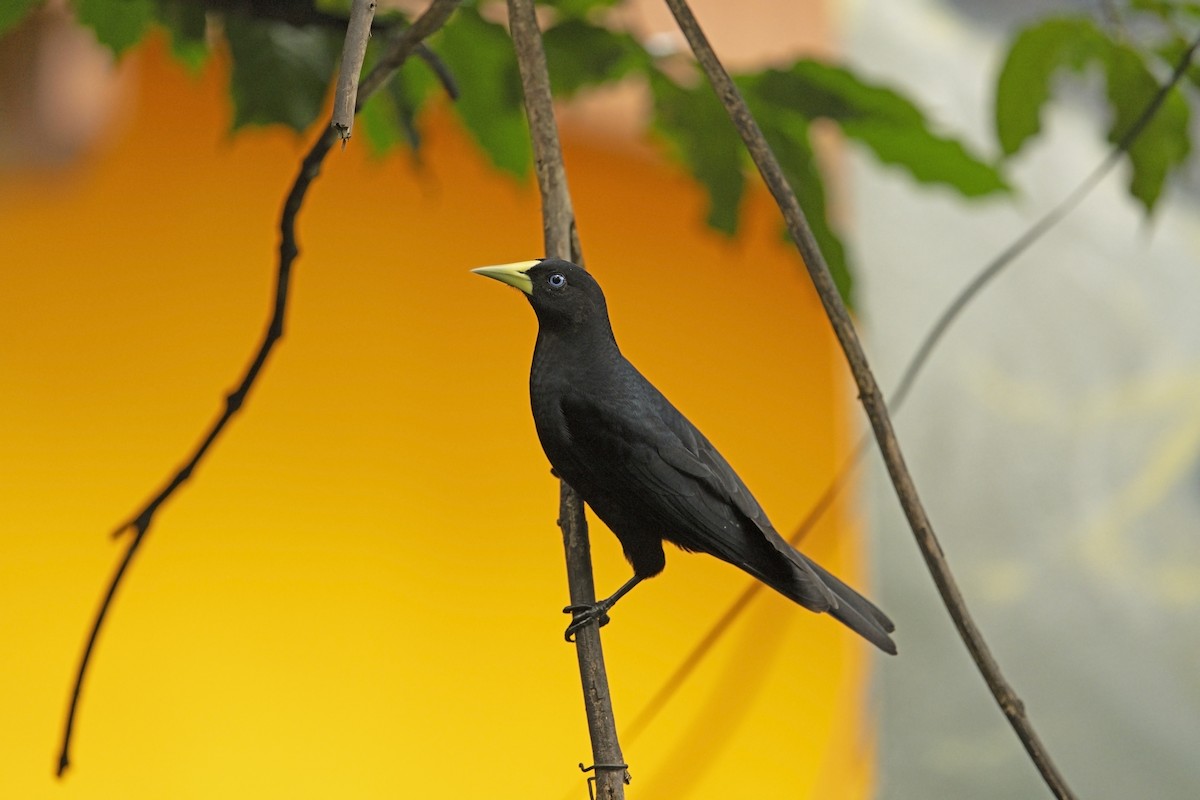 Red-rumped Cacique - ML622703971