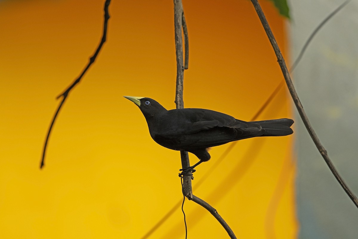 Red-rumped Cacique - ML622703972