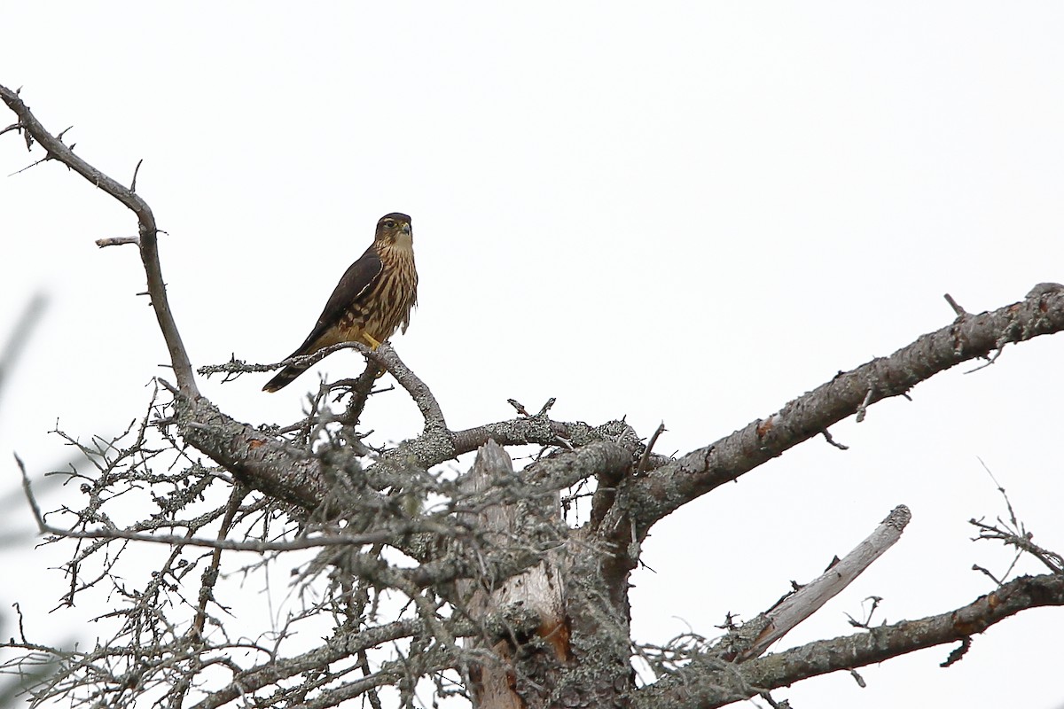 Merlin - ML622704112