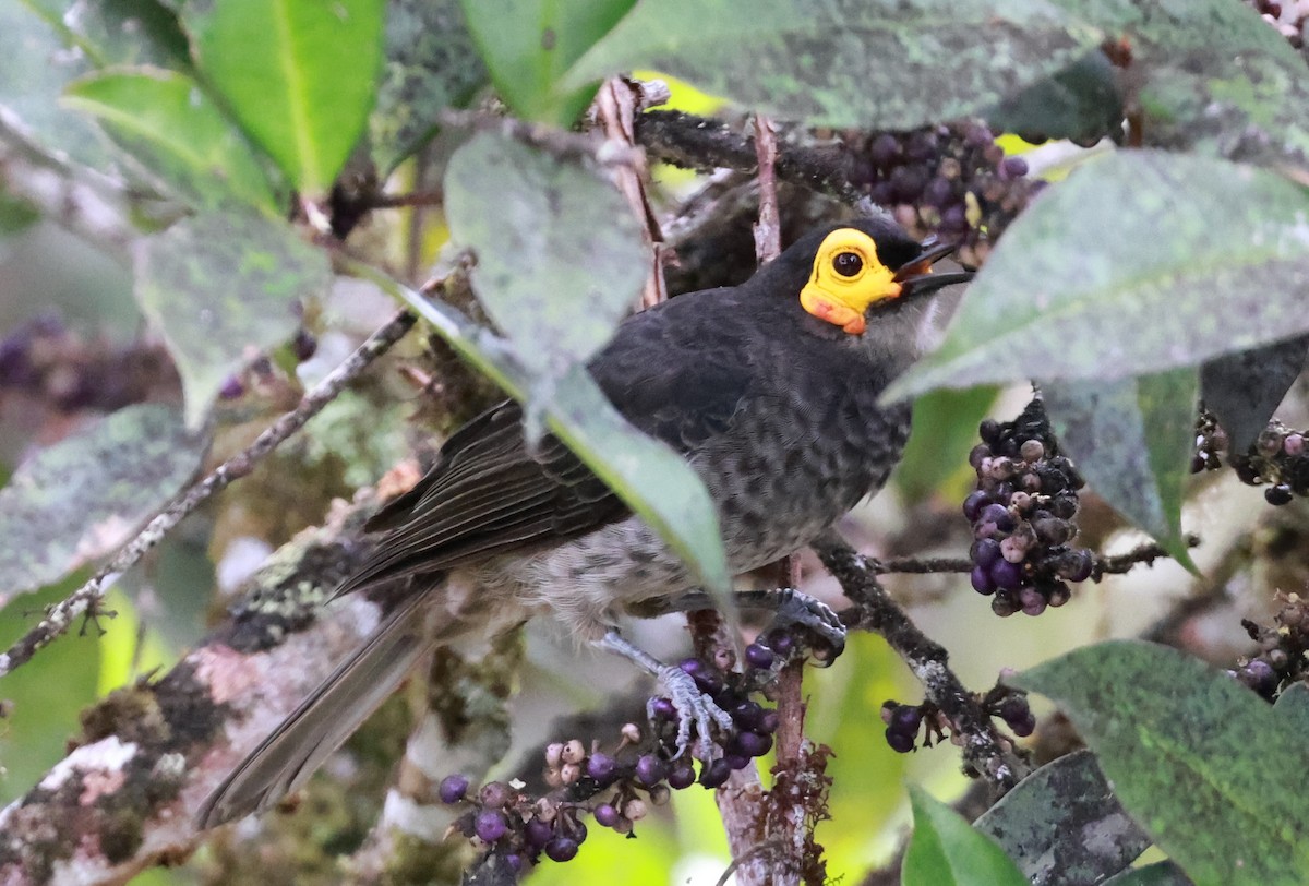 Smoky Honeyeater - ML622704114