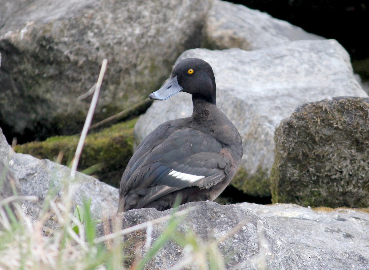 New Zealand Scaup - ML622704392