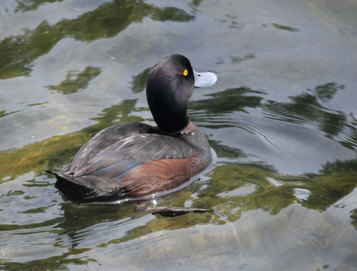 New Zealand Scaup - ML622704393