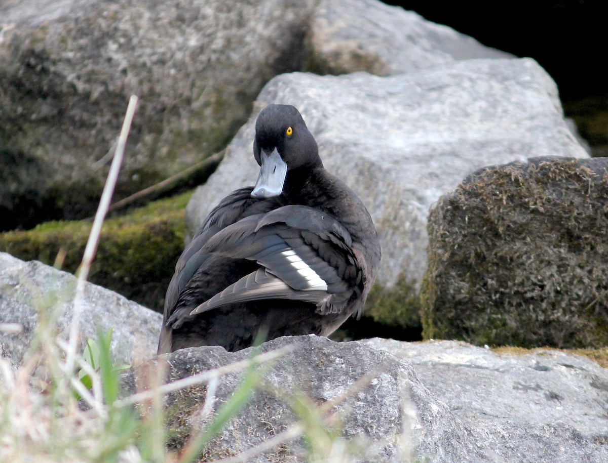 New Zealand Scaup - ML622704395