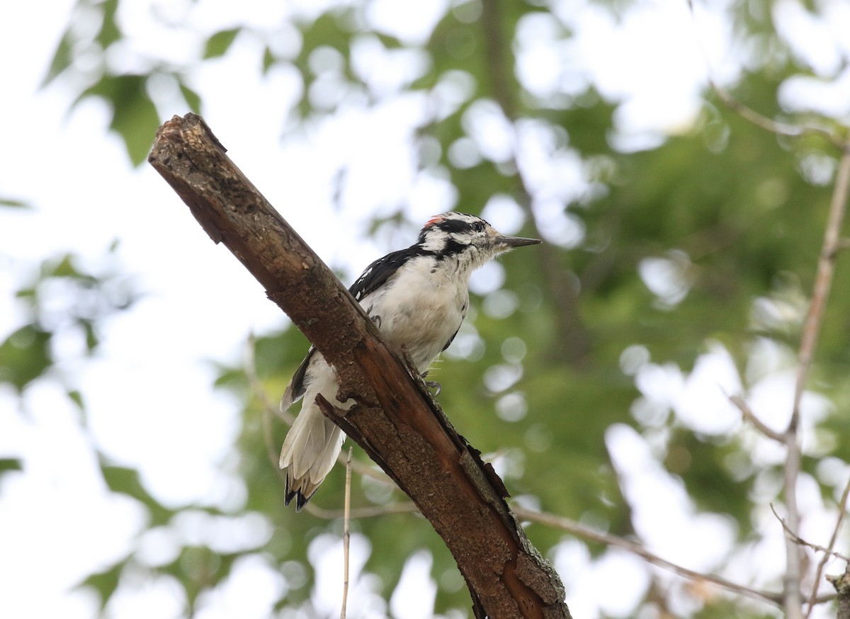 Hairy Woodpecker - ML622704408