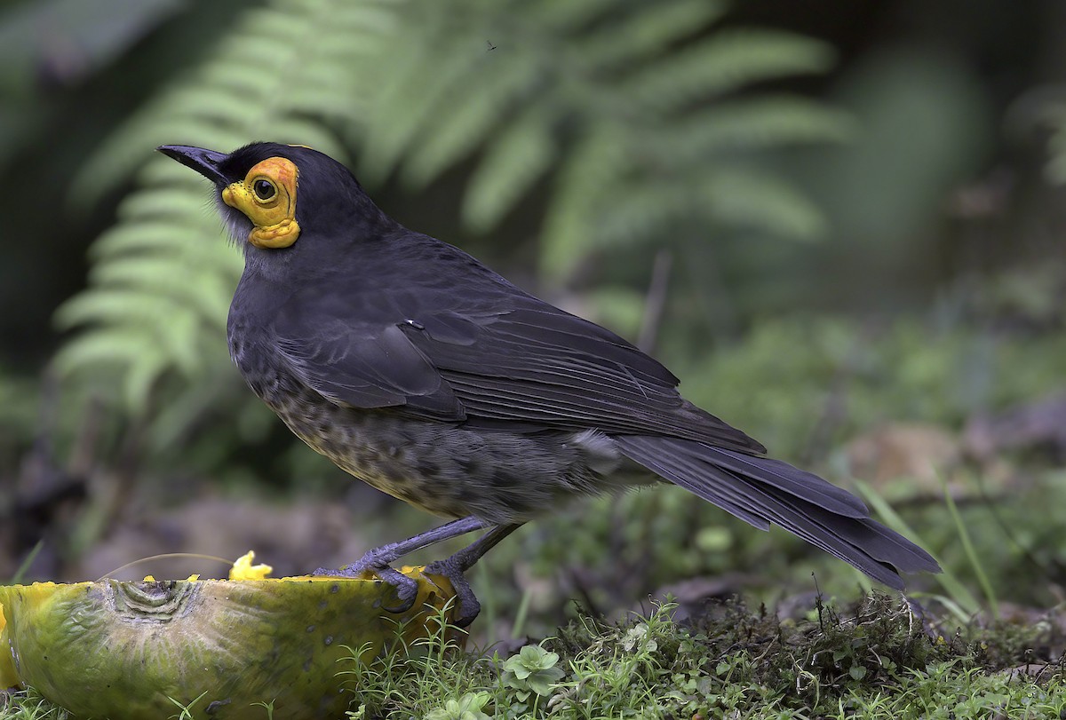 Smoky Honeyeater - ML622704414