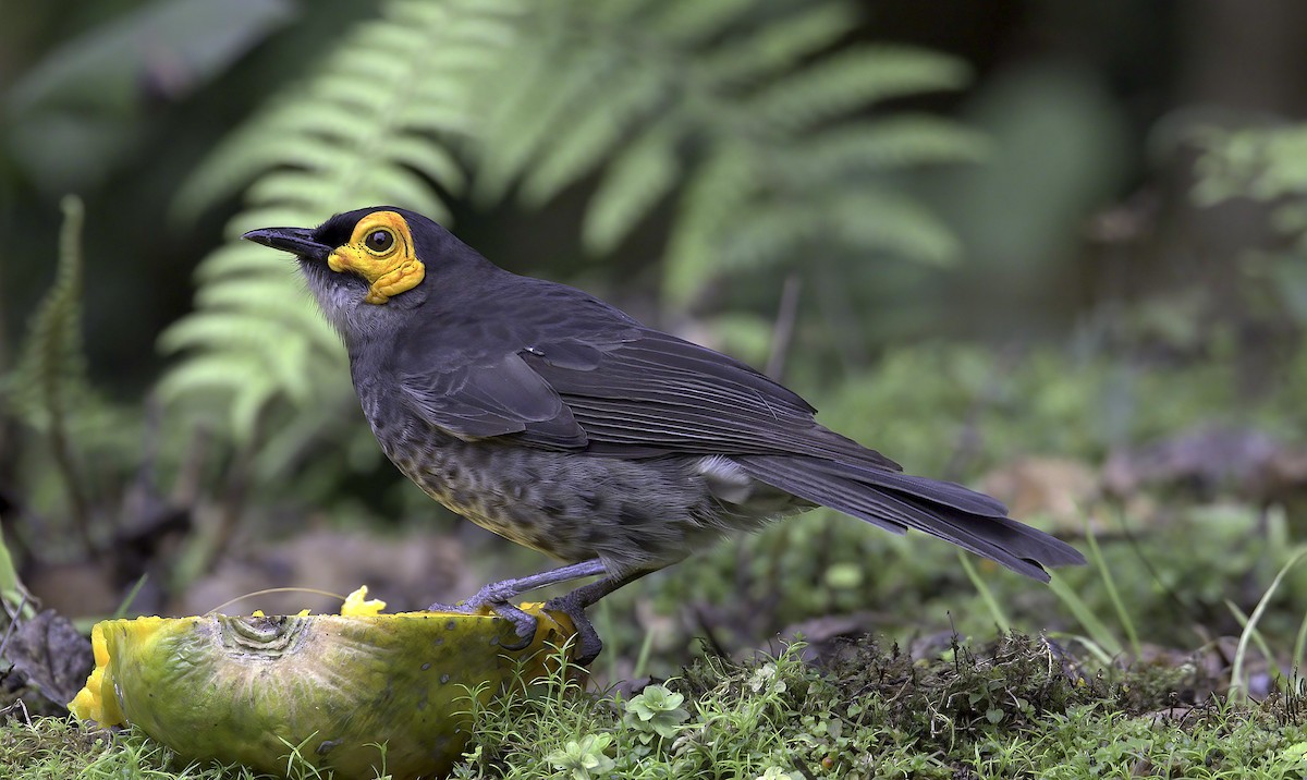 Smoky Honeyeater - ML622704415