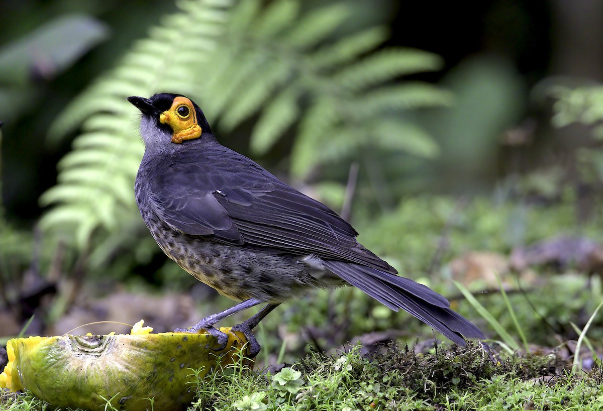 Smoky Honeyeater - ML622704416