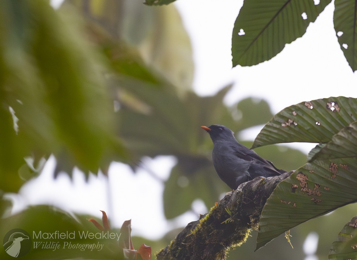 Solitario Carinegro - ML622704461