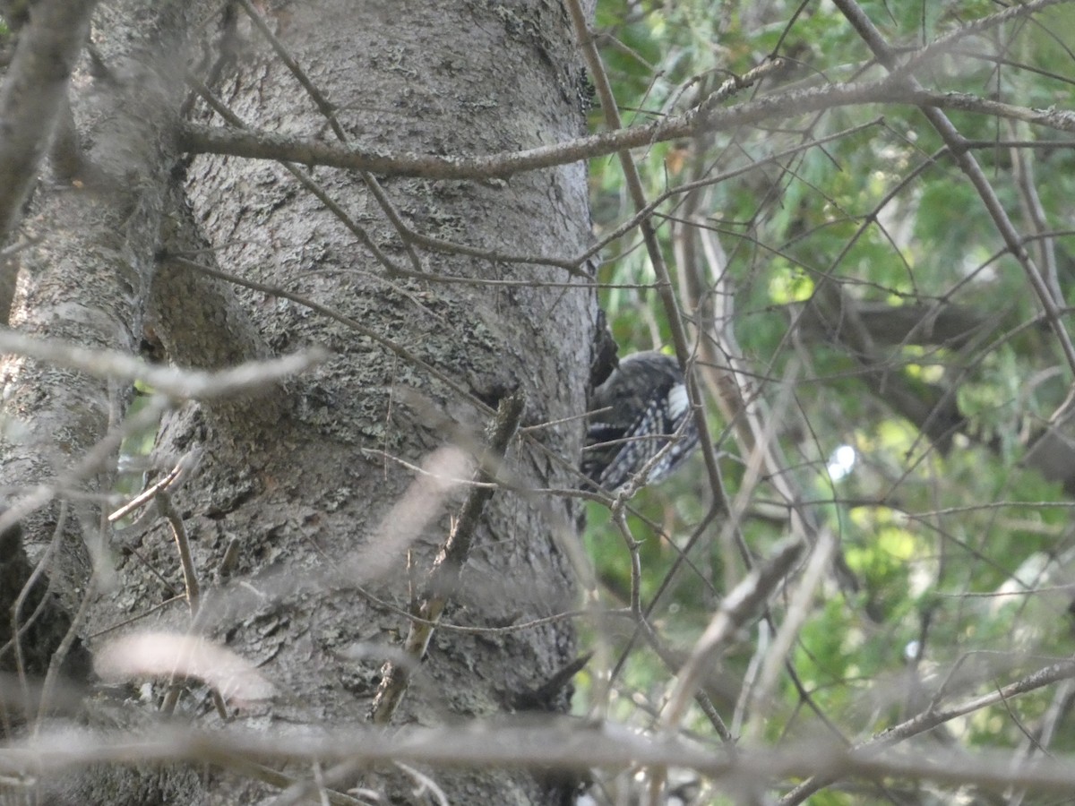 Yellow-bellied Sapsucker - ML622704484