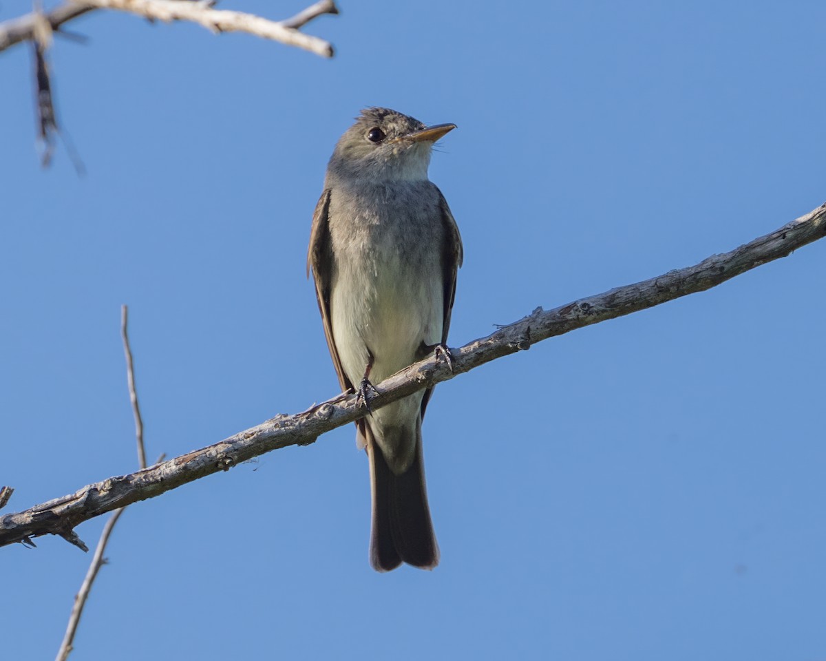 Eastern Wood-Pewee - ML622704502