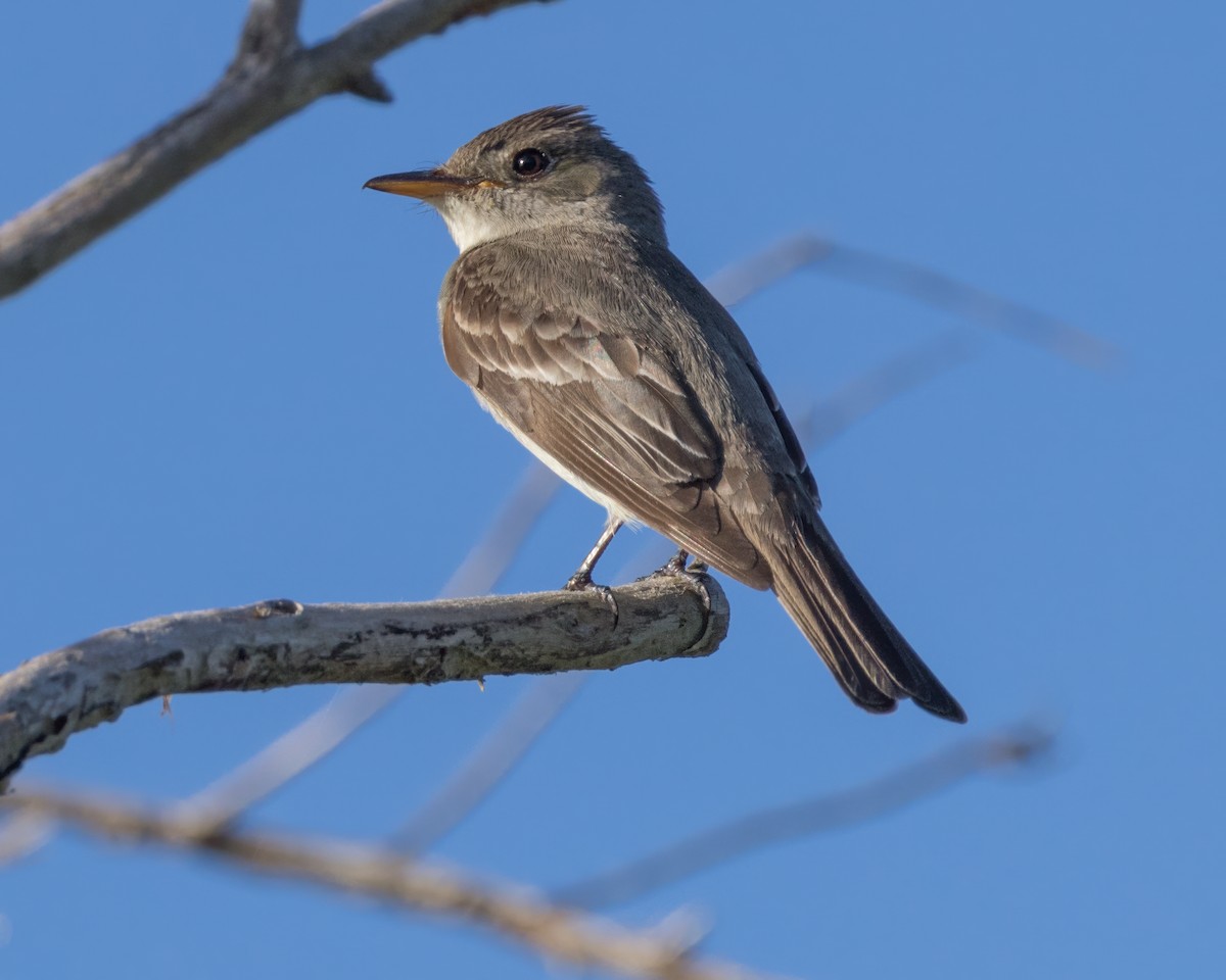 Eastern Wood-Pewee - Karl Wirth