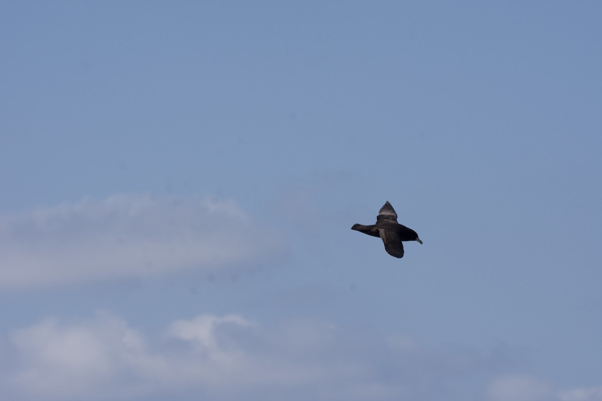 White-chinned Petrel - Christiaan van der Hoeven