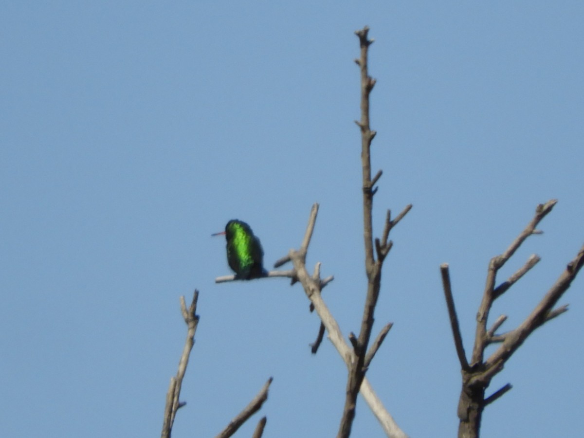 Glittering-bellied Emerald - ML622704568