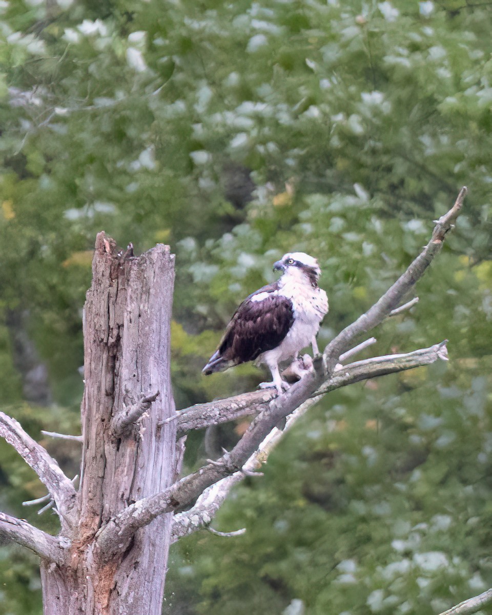 Osprey - Kelly White