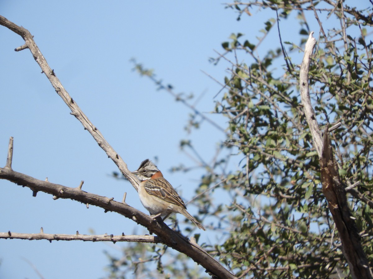 Rufous-collared Sparrow - ML622704589