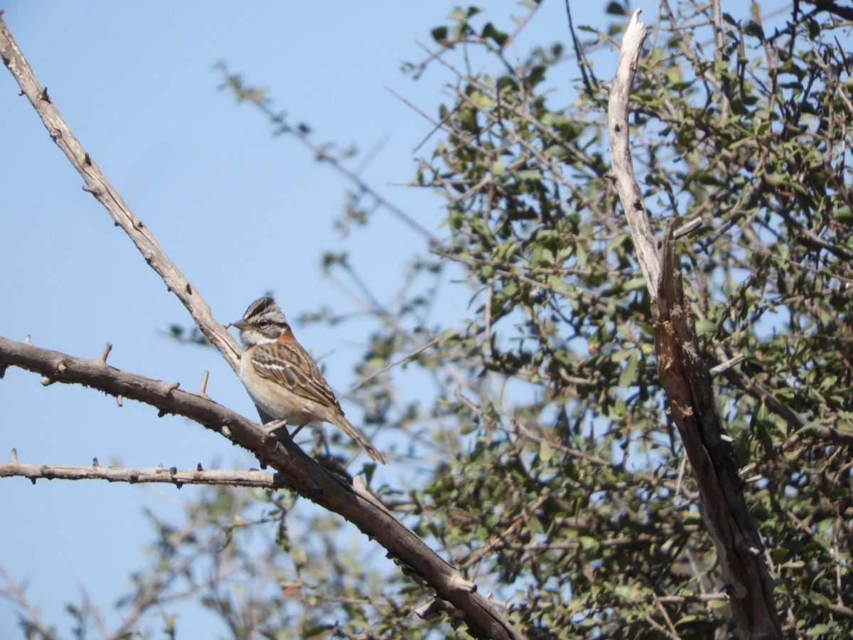 Rufous-collared Sparrow - ML622704592