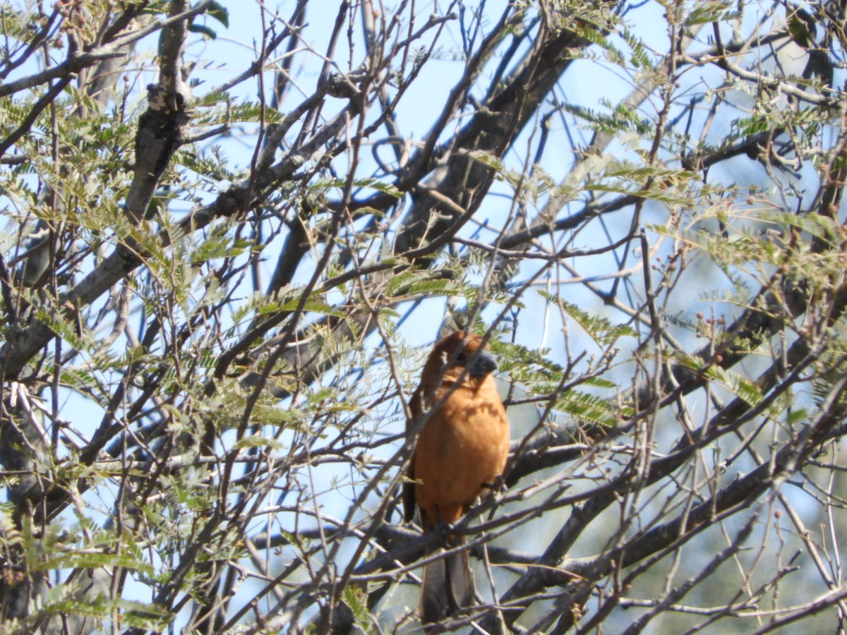 Ultramarine Grosbeak - ML622704606