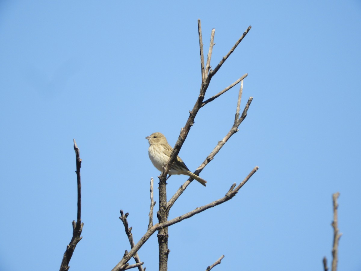 Saffron Finch - ML622704617