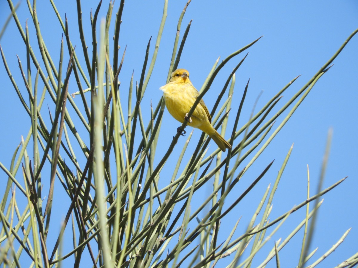 Saffron Finch - ML622704618