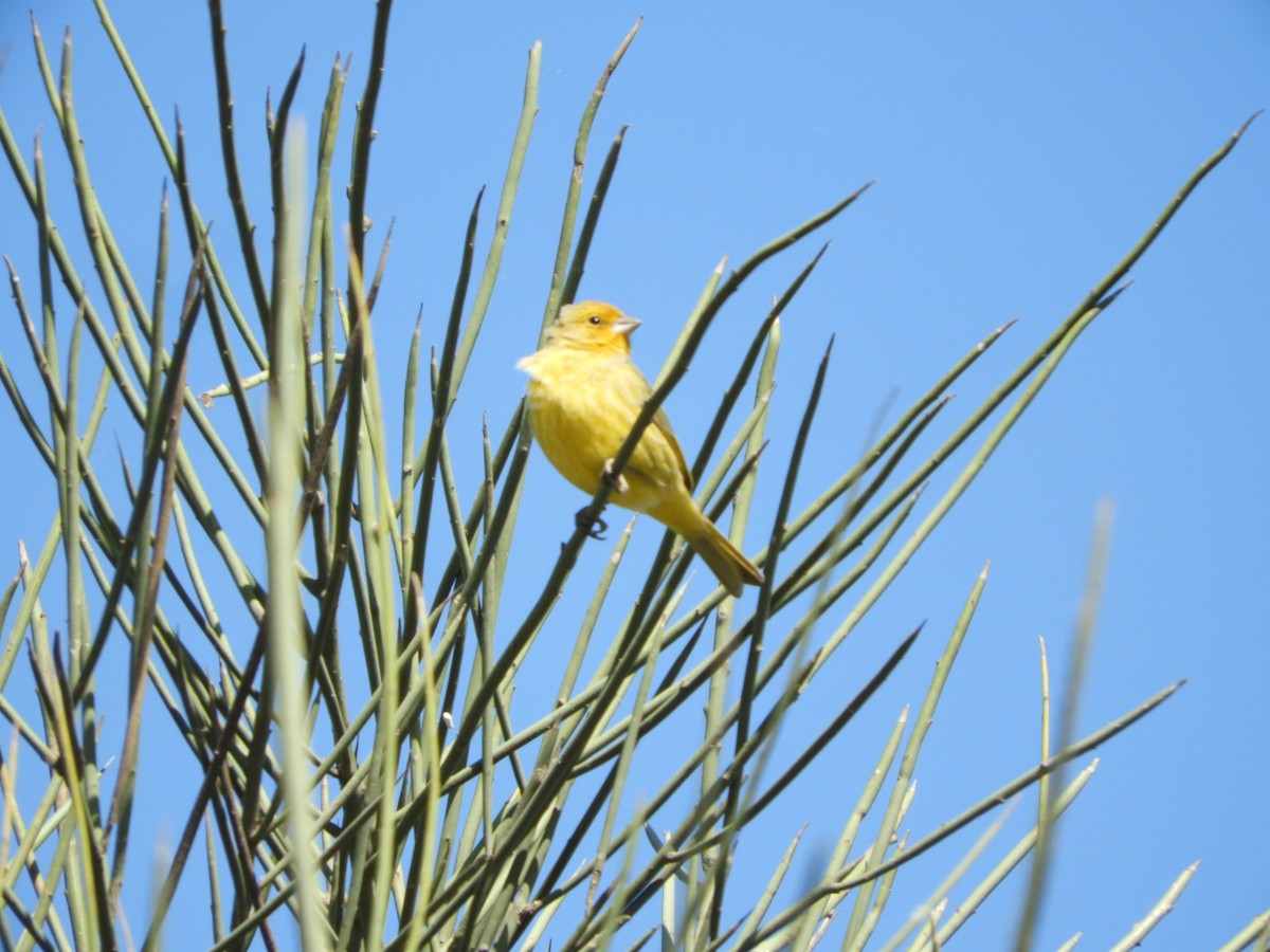 Saffron Finch - ML622704619