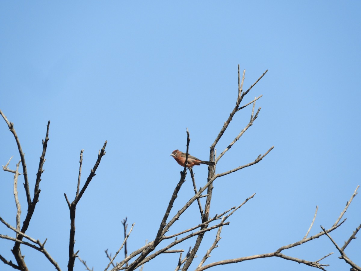 Red-crested Finch - ML622704720