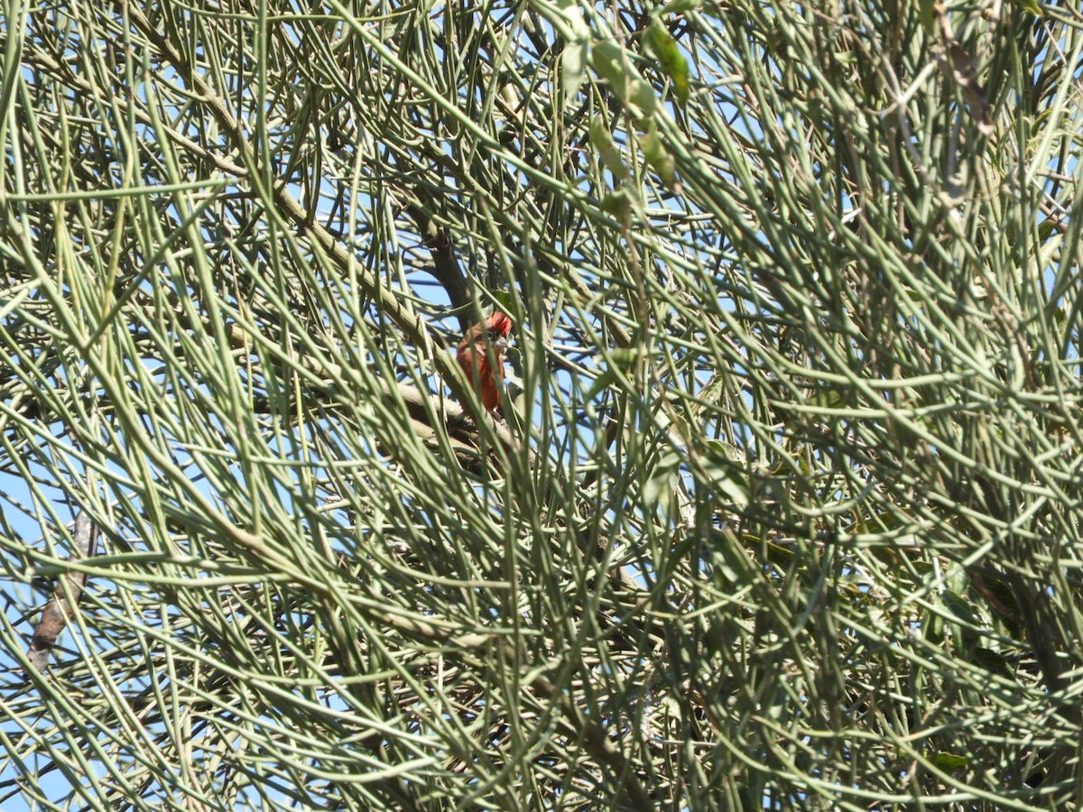 Red-crested Finch - ML622704721