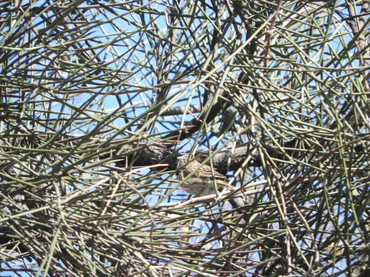 Saffron Finch - ML622704723