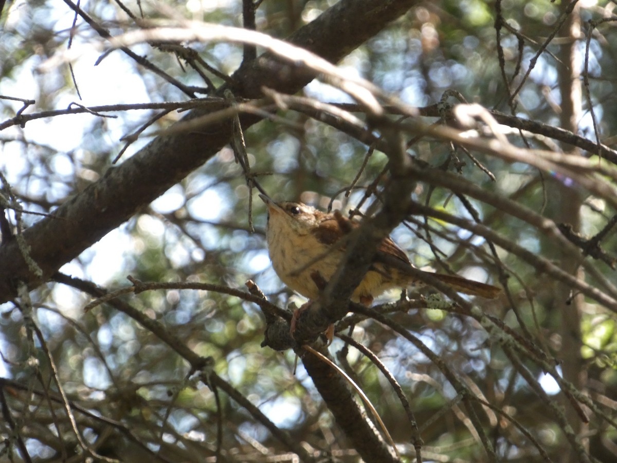 Carolina Wren - ML622704725