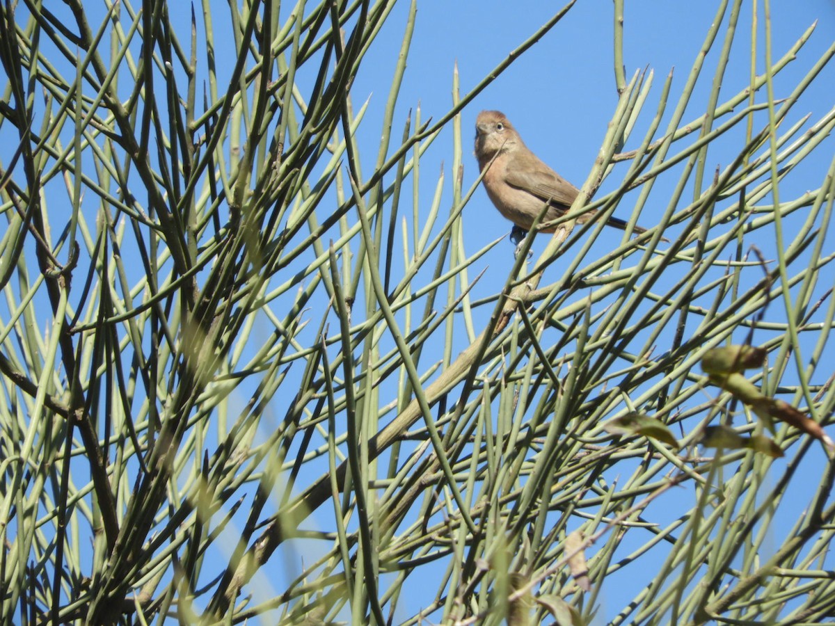 Red-crested Finch - ML622704732