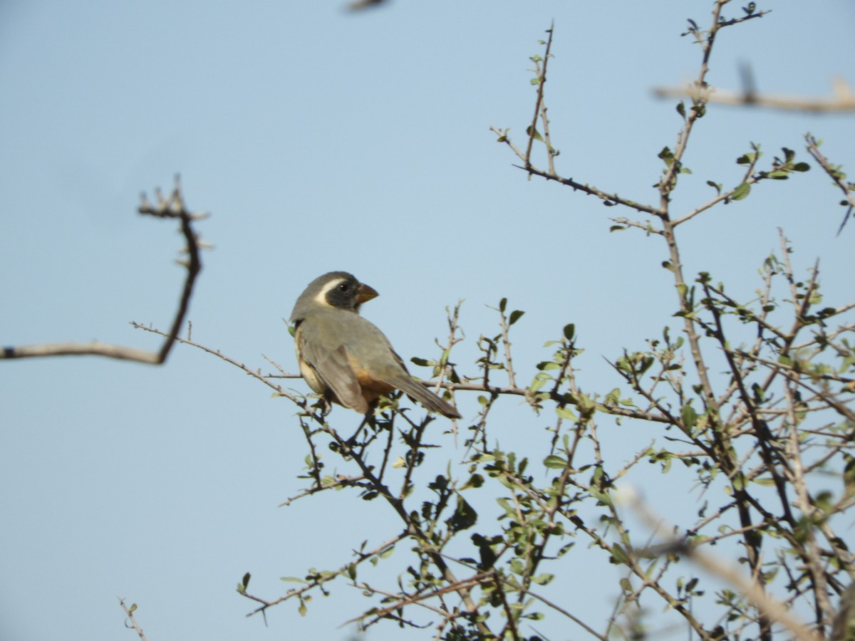 Golden-billed Saltator - ML622704736