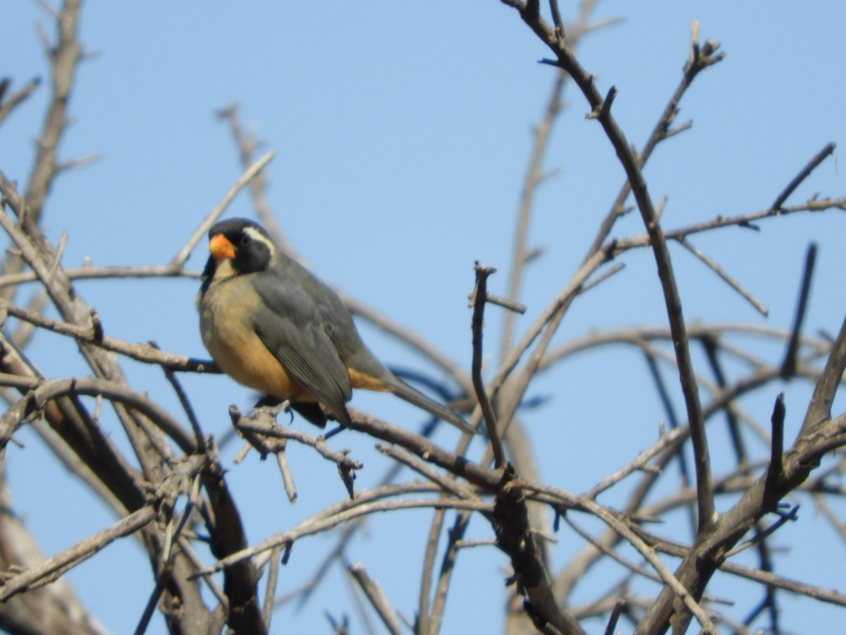 Golden-billed Saltator - ML622704737