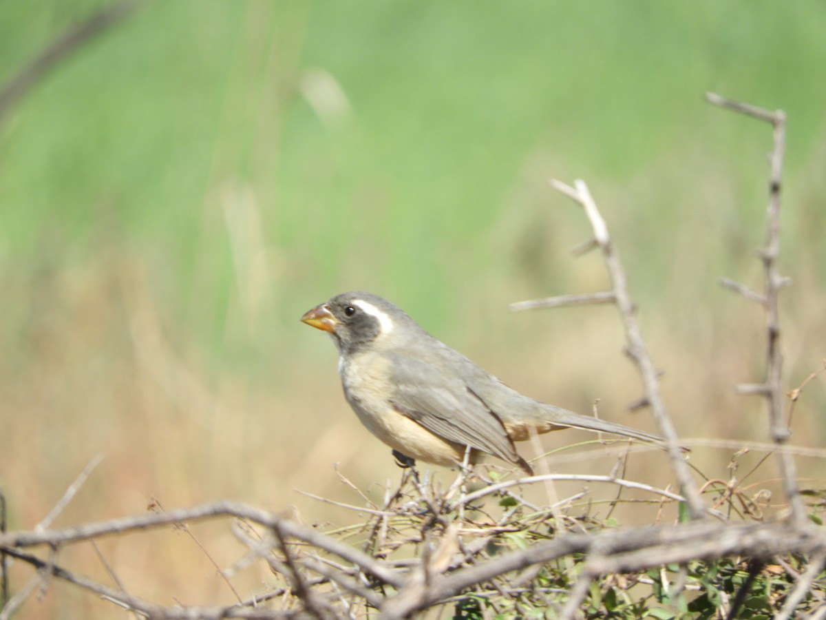 Golden-billed Saltator - ML622704738