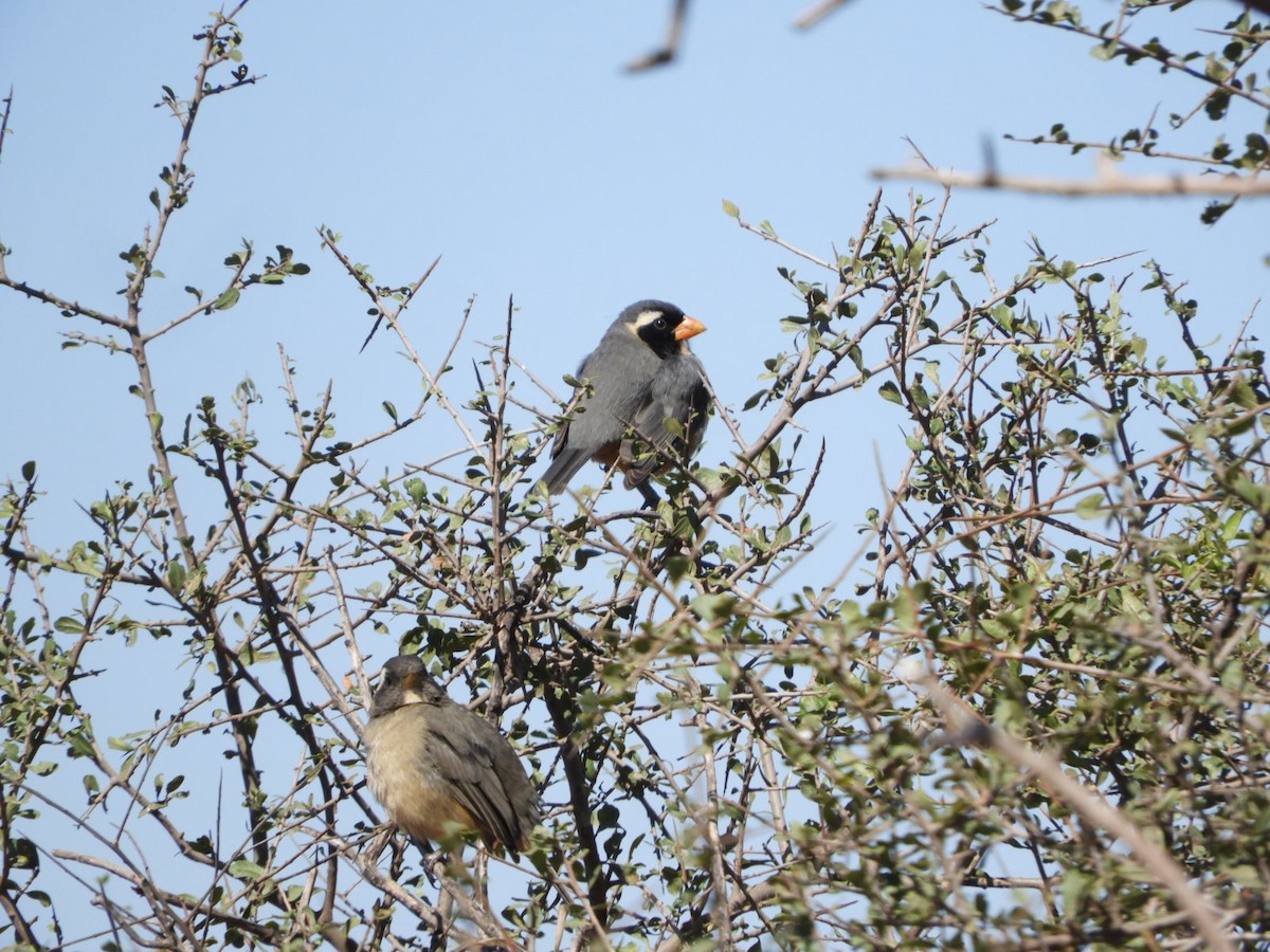 Golden-billed Saltator - ML622704739