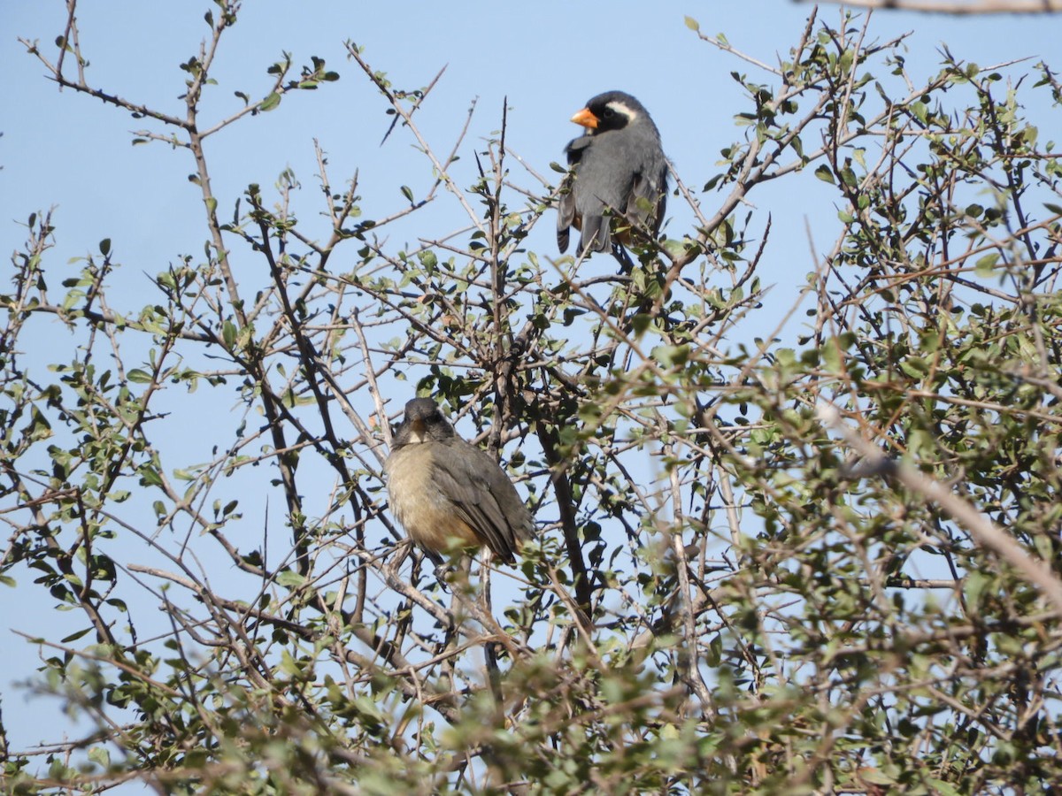 Golden-billed Saltator - Silvia Enggist