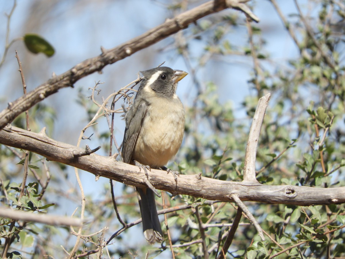 Golden-billed Saltator - ML622704741