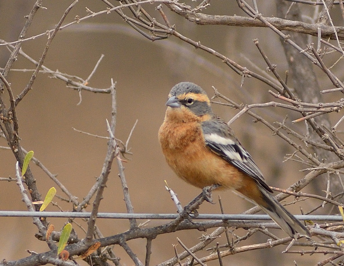 Cinnamon Warbling Finch - ML622704753