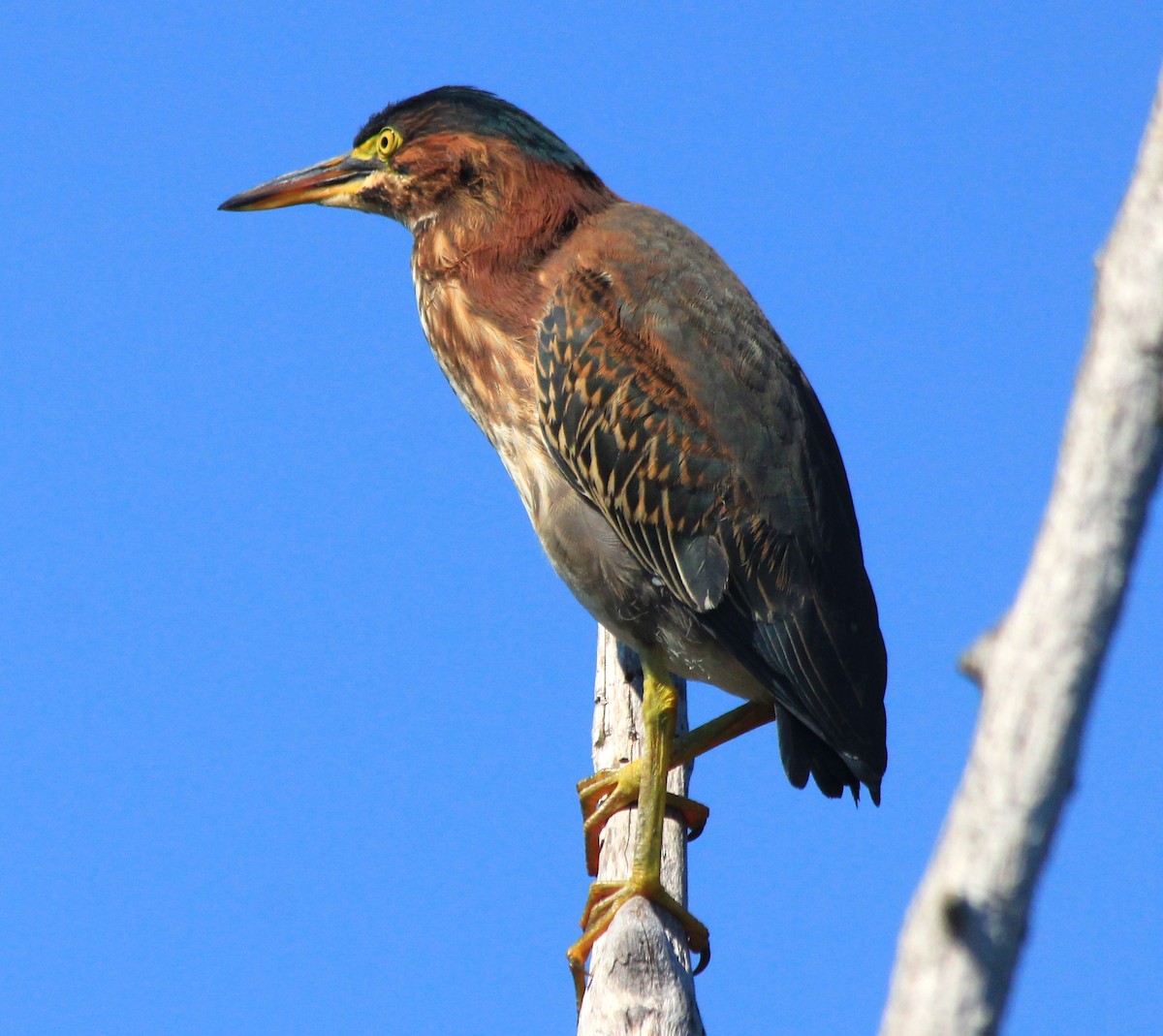 Green Heron - ML622704754