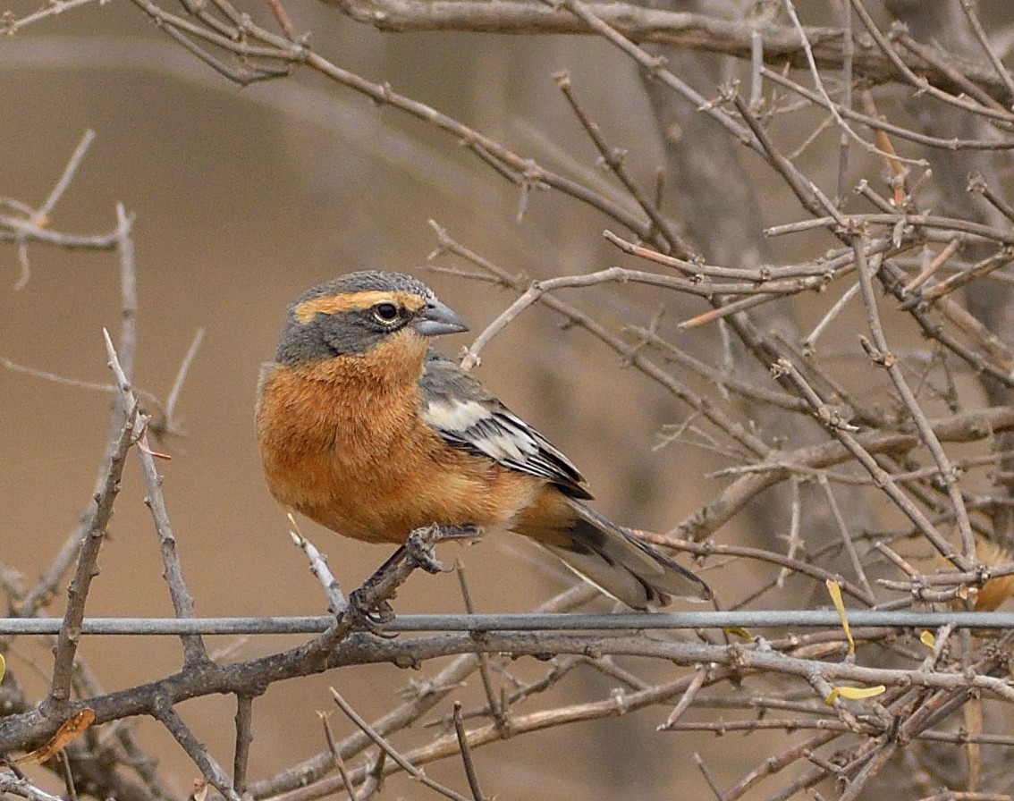 Cinnamon Warbling Finch - ML622704768