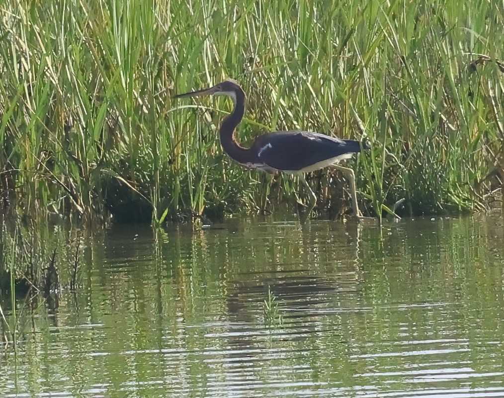 Tricolored Heron - Sally Veach