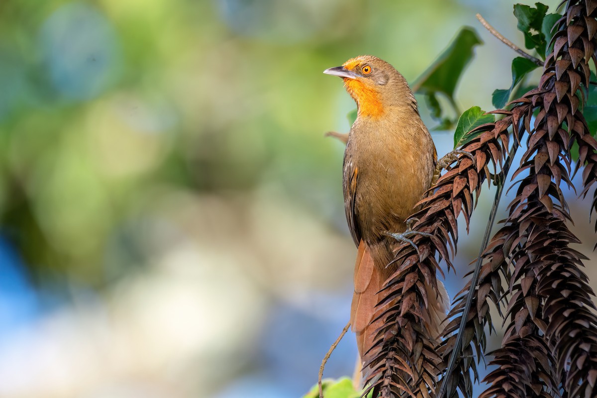 Orange-eyed Thornbird - Marcos Eugênio Birding Guide