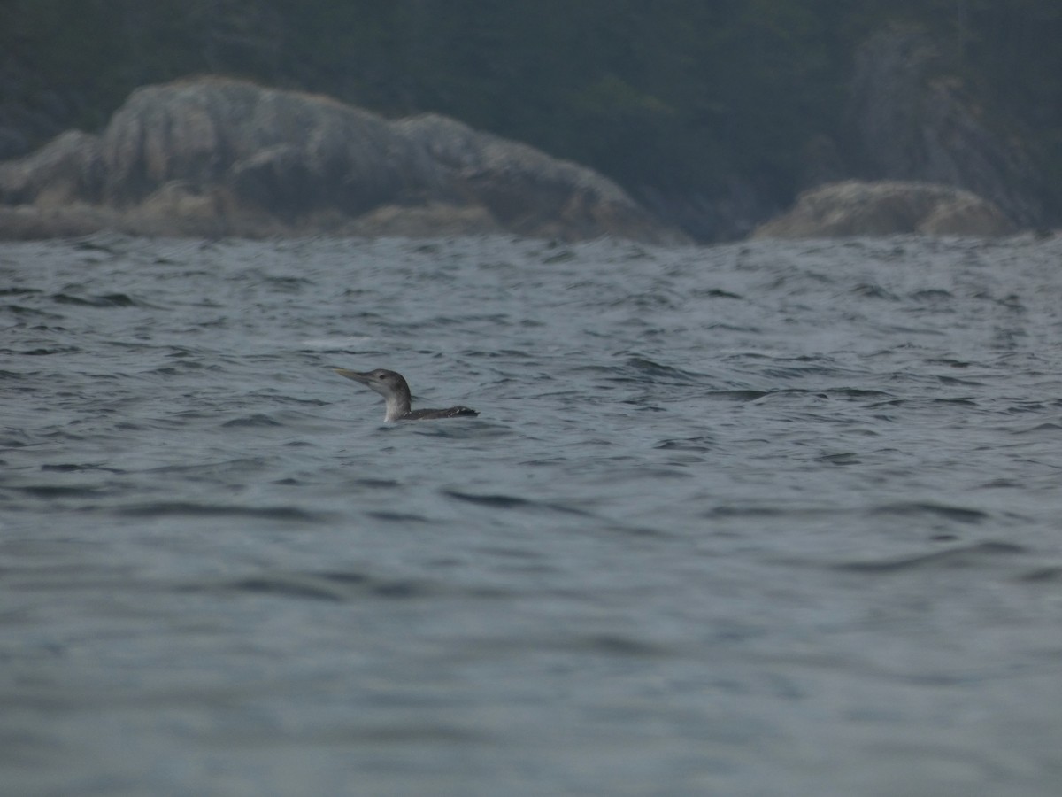 Yellow-billed Loon - ML622704919