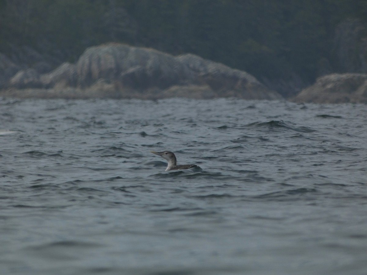 Yellow-billed Loon - ML622704920