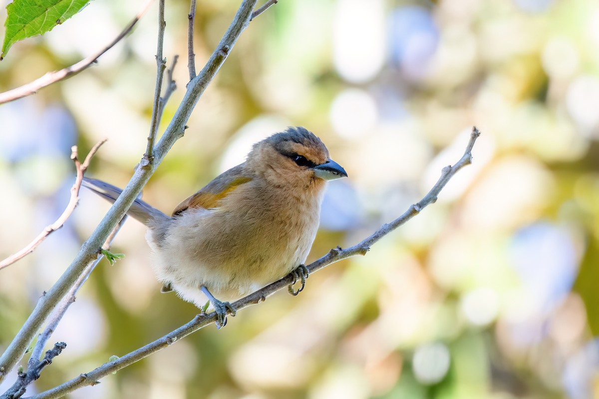 Brown Tanager - ML622704943